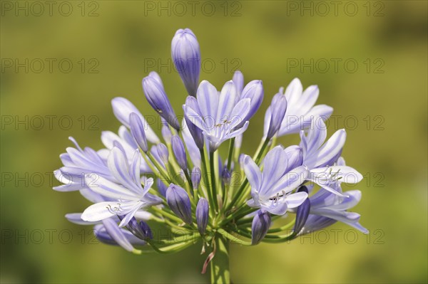 Blue lily (Agapanthus africanus), flowers, native to Africa, ornamental plant, North