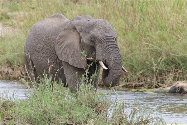 African bush elephant (Loxodonta africana), young adult male feeding on reeds in the bed of the