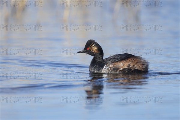 Black necked grebe (Podiceps nigricollis) adult bird in breeding plumage on a lake, Yorkshire,