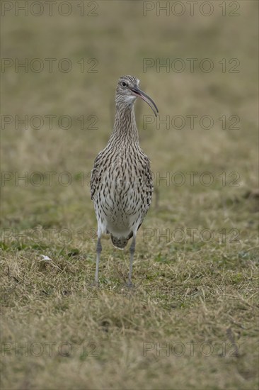 Eurasian curlew (Numenius arquata) adult bird calling on grassland, England, United Kingdom, Europe