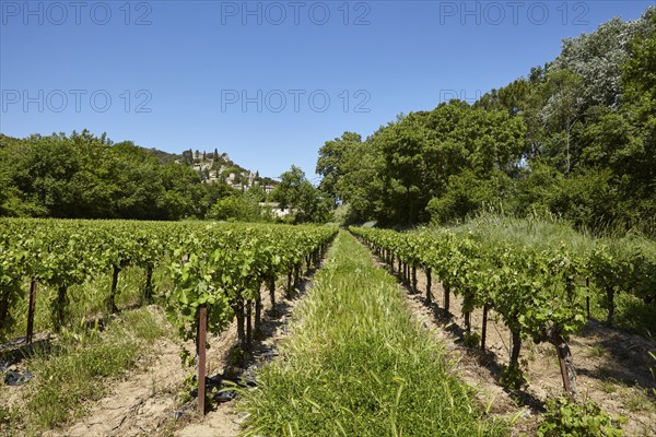 Field with grape vines (Vitis vinifera) and the commune of La Roque-sur-Cèze built on a hill, Gard
