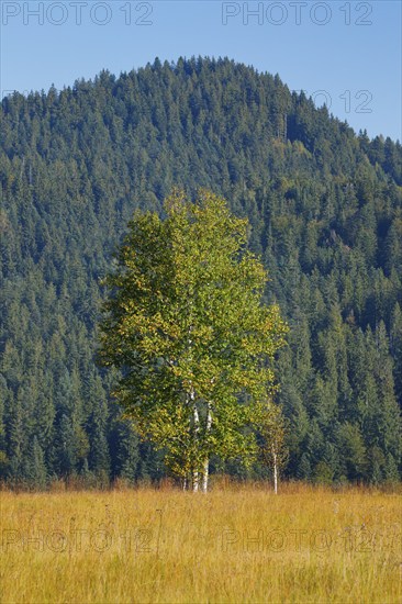 Birches in the Rothenthurm raised bog, Canton Schwyz, Switzerland, Europe