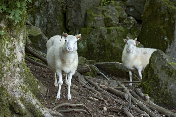 Sheep, white Domestic sheep (Ovis gmelini aries) with horn on volcanic basalt rocks, basanite,