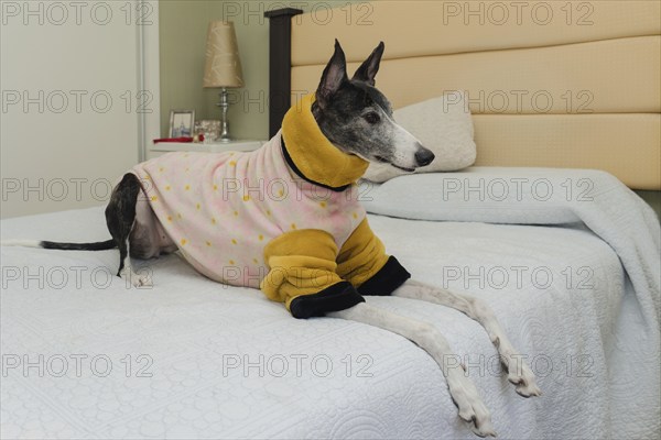 A greyhound dog with an orange and pink coat to keep her warm, sitting comfortably on her owner's