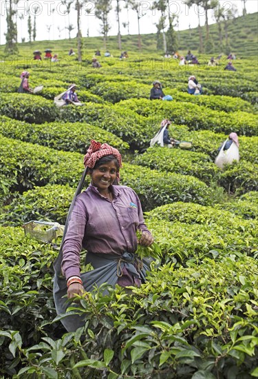 Indian tea picker on a tea plantation, Thekkady, Kerala, India, Asia
