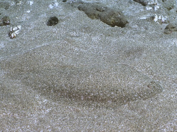 Sand tongue (Pegusa lascaris) camouflaged in the sandy seabed. Dive site El Cabron marine reserve,