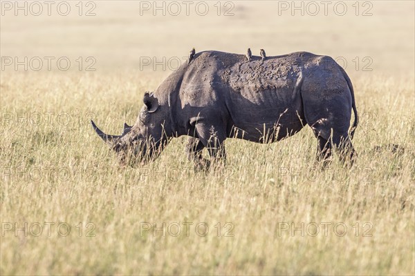 Black rhinoceros (Diceros bicornis) walking on a grass savanna with Yellow-billed oxpecker