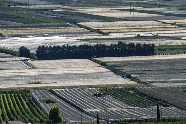 Apple-growing area and wine-growing, in the Adige Valley, South Tyrol, large areas under