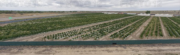 Avondale, Colorado, Cannabis growing at the Mammoth Farms facility (formerlly Los Suenos), near