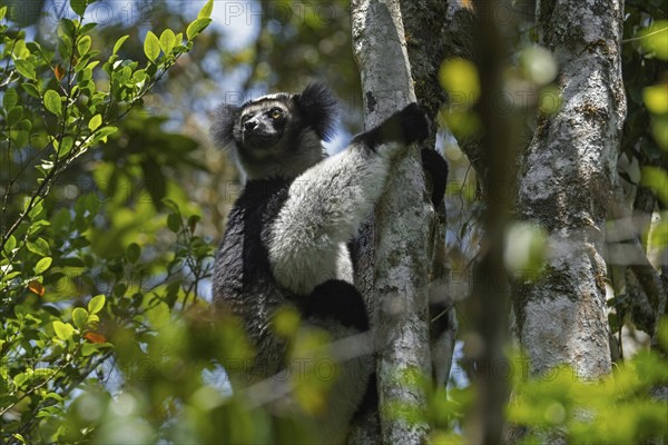 Black-and-white ruffed lemur (Varecia variegata) in tree, Andasibe-Mantadia National Park,