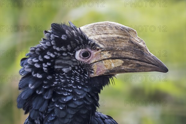 Silvery-cheeked hornbill (Bycanistes brevis, Ceratogymna brevis) close up portrait, native to East