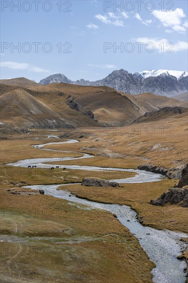River Kol Suu winds through a mountain valley with hills of yellow grass, Naryn Province,