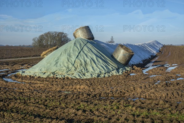 Pile of harvested sugar beets, covered by tarpaulin, waiting to be transported to the sugar factory