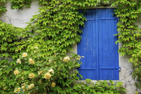 Roses and wild vines climb up the façade of a house with closed blue shutters, Vauvenargues,