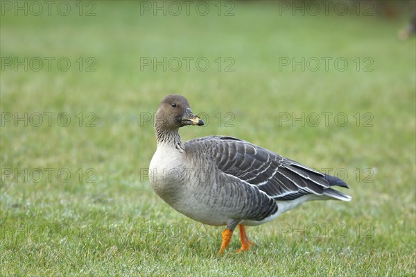 Bean goose (Anser fabalis) in a meadow, Heligoland, North Sea, Germany, Europe