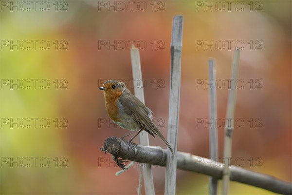 European robin (Erithacus rubecula) adult bird on garden bamboo canes, Suffolk, England, United