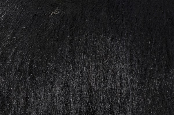 Sloth bear (Melursus ursinus), fur detail, captive, occurrence in South Asia