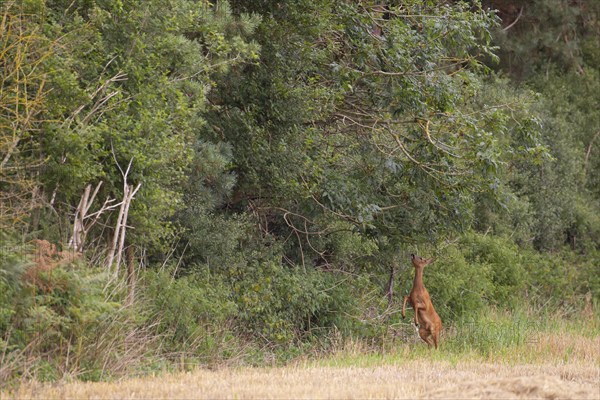Roe deer (Capreolus capreolus) adult female doe standing on its back legs to feed on tree leaves,