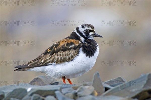 Ruddy turnstone, (Arenaria interpres), Hamningberg, Varanger, Norway, Europe