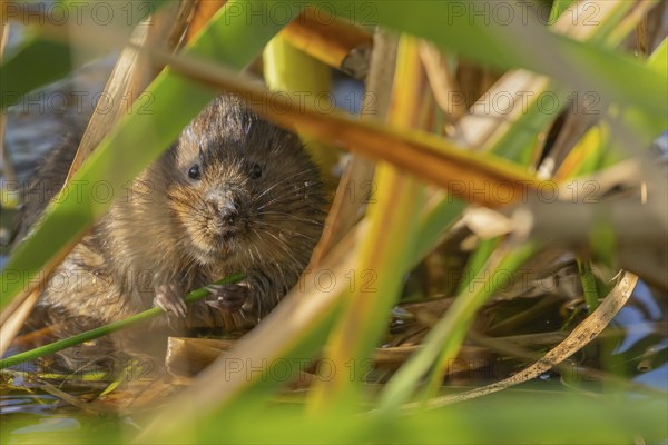Water vole (Arvicola amphibius) adult animal feeding on a reed plant stem in a pond in the summer,