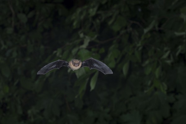 Common pipistrelle (Pipistrellus pipistrellus) hunting insects in front of deciduous forest,
