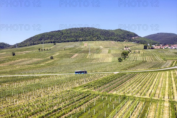 A local public transport bus drives along the vineyards of the southern wine route, Frankweiler, 25
