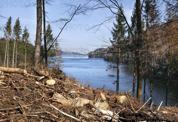Langelsheim, 07.04.2023, Deforested trees on the banks of the Granetal dam