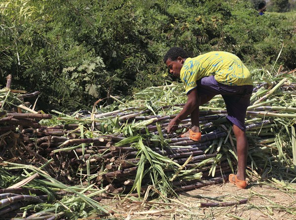 Ahamra region, Young man harvesting sugar cane, Ethiopia, Africa