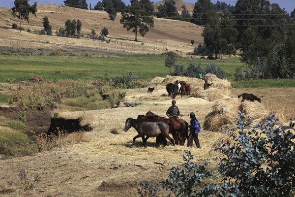 In the highlands of Abyssinia, in the Semien Mountains, Semien Mountains, field work, threshing