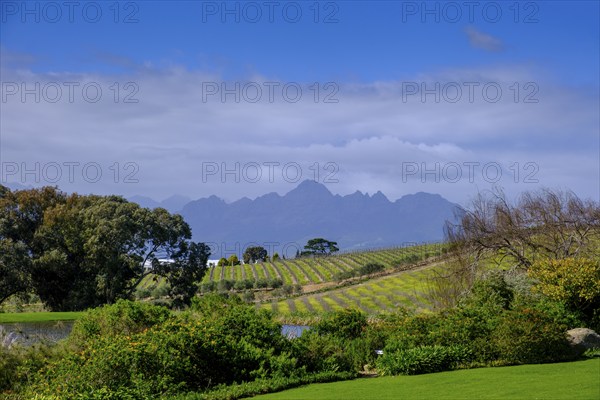 Kleine Zalze Wine Estate, Stellenbosch, Western Cape, South Africa, Africa