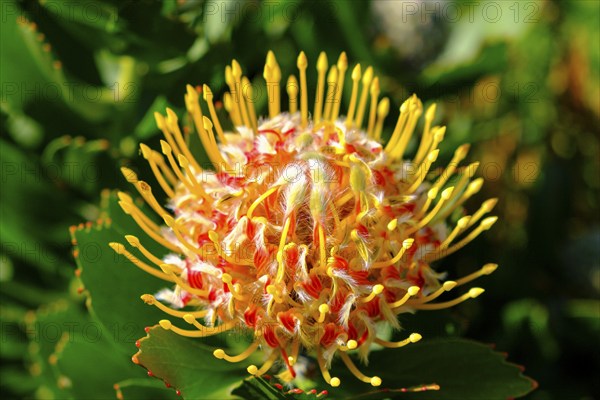 Leucospermum cordifolium (Protea Leucospermum cordifolium), flower, flowering, silver tree plant,