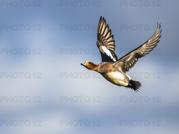 Eurasian Wigeon, (Mareca penelope) male in flight over marshes