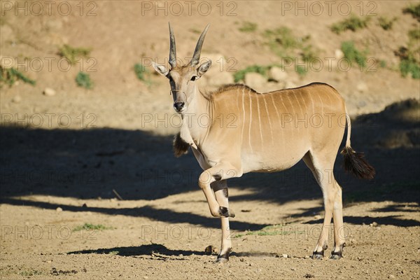 Common eland (Taurotragus oryx) standing in the dessert, captive, distribution Africa