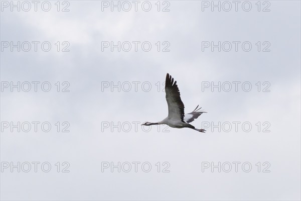Flying crane in the sky (Grus grus), Teufelsbruch, Müritz National Park, Mecklenburg Lake District,