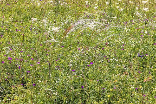 Flower meadow with blooming wildflowers and feather grass (Stipa pennata) in the summer
