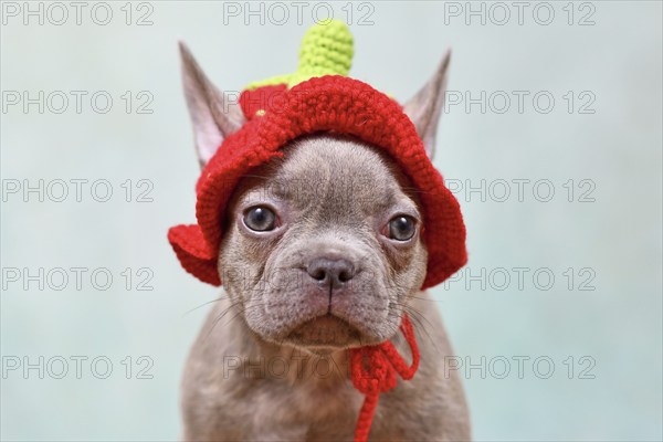 Cute young Lilac Brindle French Bulldog dog puppy with knitted strawberry hat