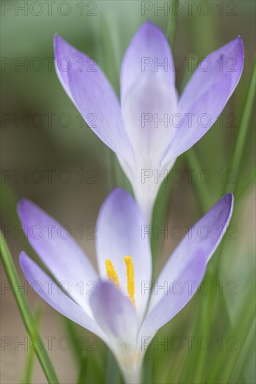 Woodland crocus (Crocus tommasinianus), Emsland, Lower Saxony, Germany, Europe