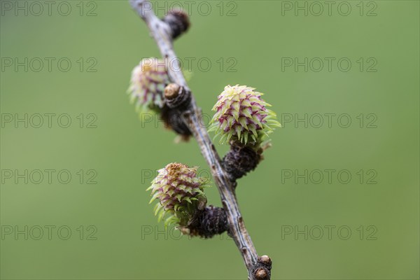 Larch (Larix decidua), female flowers, Emsland, Lower Saxony, Germany, Europe