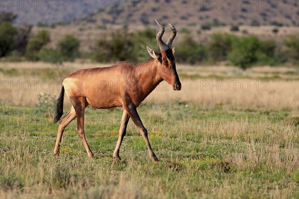 Red hartebeest (Alcelaphus buselaphus caama), Kaama, adult, running, foraging, alert, Mountain