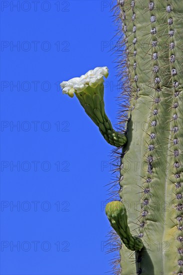 Saguaro (Carnegiea gigantea), blooming, flower, Sonora Desert, Arizona, North America, USA, North