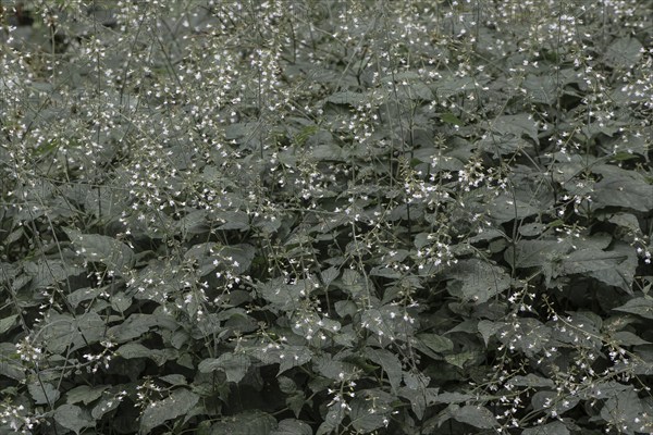 Medium witch herb (Circaea intermedia), Lower Saxony, Germany, Europe