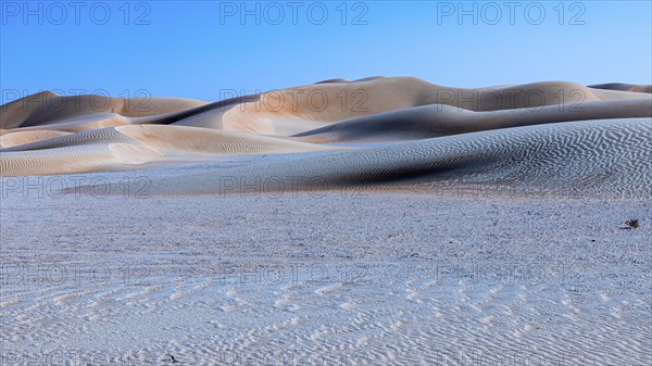 Wind-sculpted curved sand dunes in the Rub al Khali desert, Dhofar province, Arabian Peninsula,