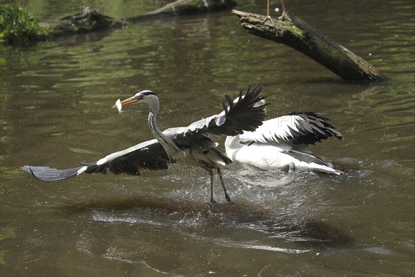 Grey heron (Ardea cinerea) snatches a fish from a australian pelican (Pelecanus conspicillatus),