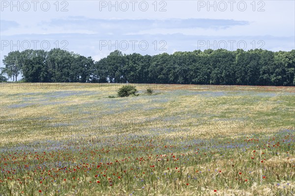 Poppy flower (Papaver Rhoeas) and cornflower (Centaurea cyanea), Mecklenburg-Vorpommern, Germany,