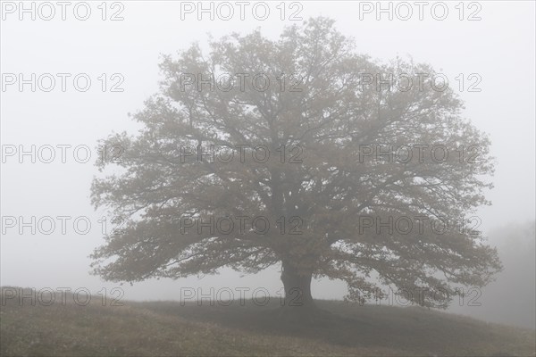 English oak (Quercus robur) in fog, Emsland, Lower Saxony, Germany, Europe