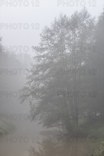 Alder trees (Alnus glutinosa) at a body of water in fog, Emsland, Lower Saxony, Germany, Europe
