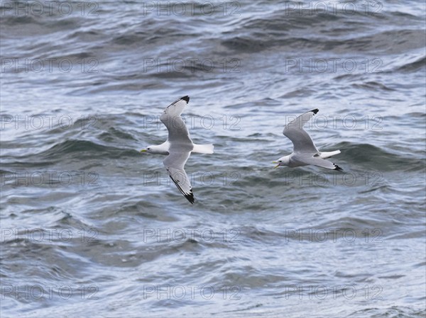 Black-legged kittiwake (Rissa tridactyla), two adult birds in flight, chasing each other, May,