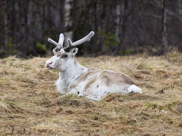 Reindeer (Rangifer tarandus), male resting on rough pasture, with velvet on developing horns, May,