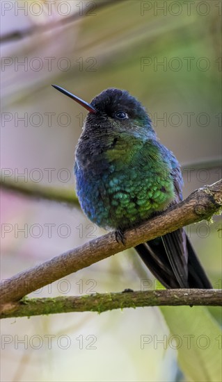Fiery-throated hummingbird (Panterpe insignis) sitting on a branch, Los Quetzales National Park,