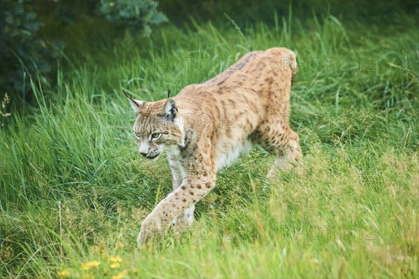 Eurasian lynx (Lynx lynx) walking through the grass, Wildpark Aurach, Kitzbühl, Tirol, Austria,